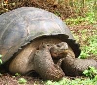 Cerro Chato Tortoise